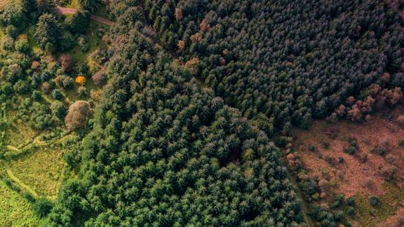 An aerial view of peatland and forest