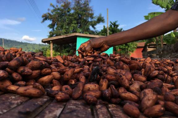 A farmer picks over cocoa beans inn Ghana