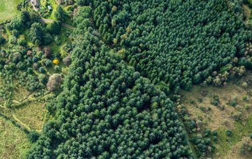 Aerial view of forest